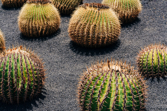Spherical cacti with golden spines growing on dark volcanic soil in a botanical garden.