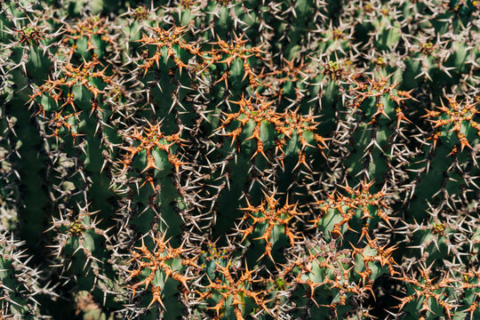 cactus with star-shaped formations and vibrant orange accents
