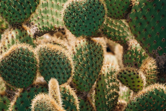 A close-up image showcasing the intricate texture of a cactus with dense spines