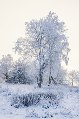 Wintry landscape with hoarfrost on the trees