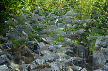 トランスルーセントグラスキャット