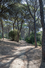 maritime pines cast their shadow on path in pine grove, near Marina di Alberese, Italy