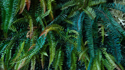 Naklejka na ściany i meble Group of dark green tropical leaves background, Nature Lush Foliage Leaf Texture, tropical leaf.