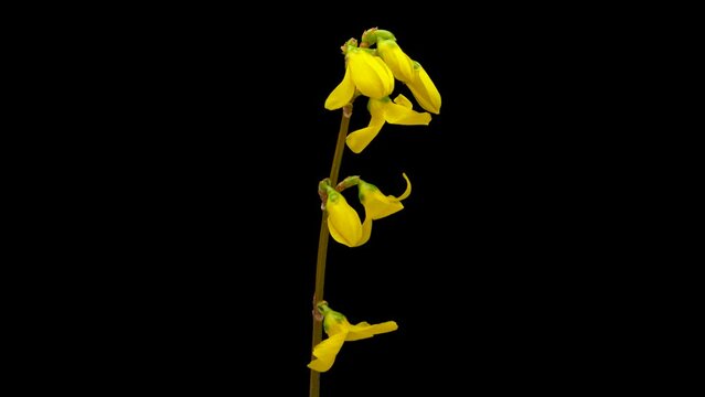 Time-lapse of opening yellow Forsythia flower. Flower Forsythia blooming on black background.