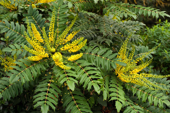flower racemes of the shrub Mahonia x media Buckland