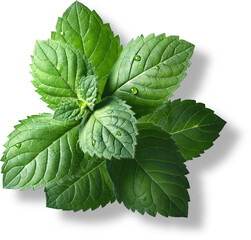 Mint leaves also known as pudina are a popular aromatic herb for its freshness with several health benefits. - obrazy, fototapety, plakaty