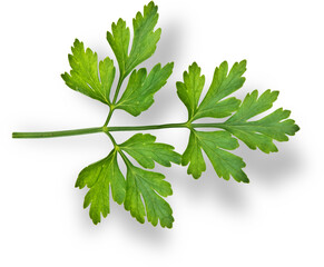 Parsley is a mild and adaptable herb that lends a fresh, herbaceous flavor to a variety of dishes.
