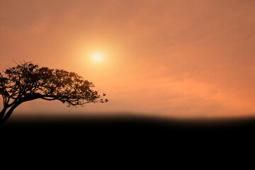 Silhouette of trees in the setting sun rising in nature