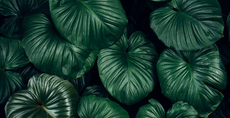 closeup nature view of tropical leaves background, dark nature concept.