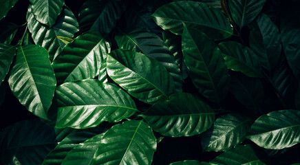 Fototapeta na wymiar closeup nature view of tropical leaves background, dark nature concept.