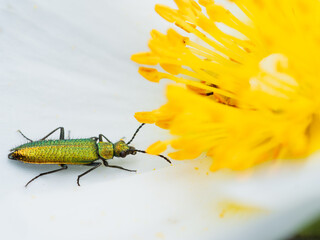 Dasytinae