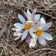 white crocus flower