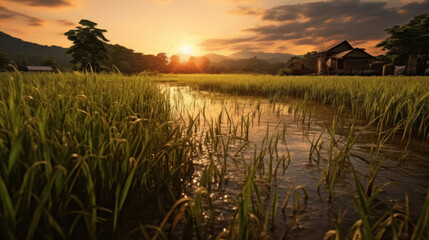 rice field at sunset