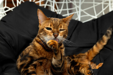 A Bengal cat licks its paw while lying in an armchair on a black plaid