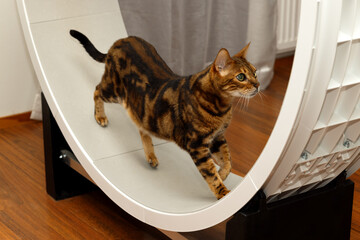 Bengali cat walks in a treadmill at home