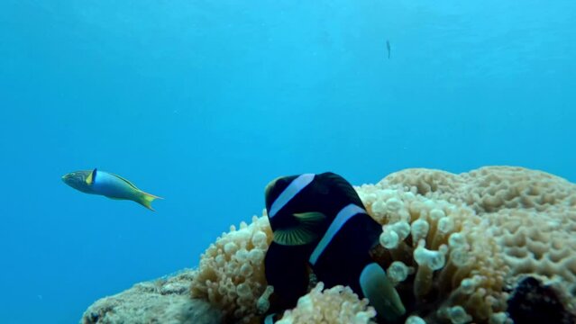 Saddleback Clownfish Emerging From Bubble Coral In The Reef. underwater
