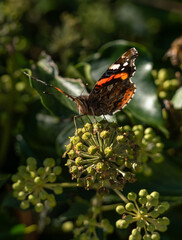 photo macro d'un papillon, cherchant son nectar en fin de saison, sur des fleurs de lierre