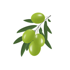 Illustration of a branch with leaves and green ripe juicy olives on a white neutral background. Can be used as part of your composition