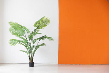 Green Palm Tree Plant in White Orange Room Interior