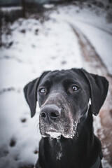 black labrador retriever