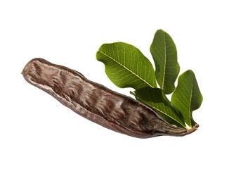  A ripened bean and leaves of the carob tree (Ceratonia siliqua) in the autumn.