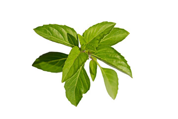 Green leaves of the basil (Ocimum basilicum),  an aromatic culinary herb used in meals