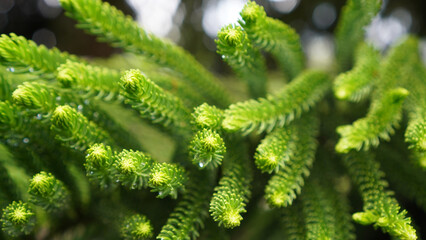 Closeup of fresh and green spruce tree background. Green Christmas tree branches. Merry Christmas...