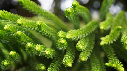 Closeup of fresh and green spruce tree background. Green Christmas tree branches. Merry Christmas backgrounds. Natural nature background with realistic branches of fir tree.