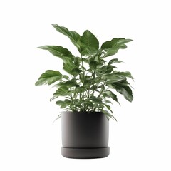 AI generated illustration of a small potted plant with lush green foliage on a white background