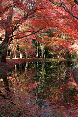 紅葉と池イメージ