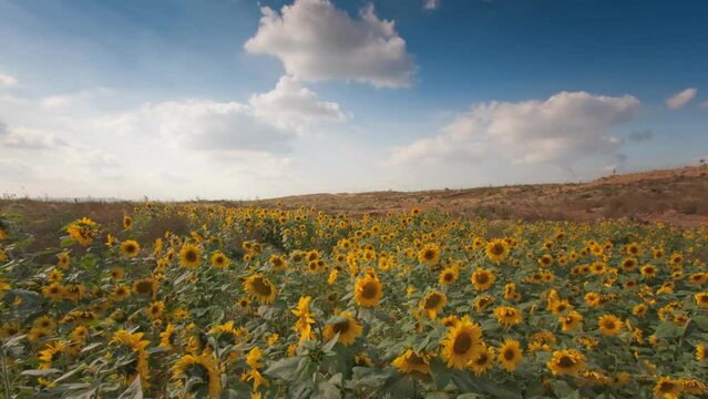flowering sunflowers on a background cloudy sky. Beautiful view of the sunflower field