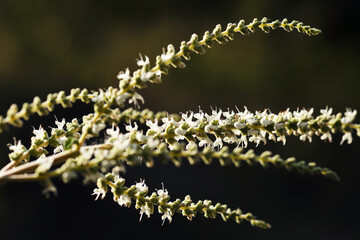 Miraculous plants in the western forests of Thailand