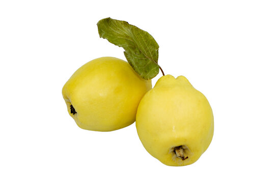 Two quince pears in the autumn