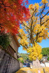 秋の有田の大公孫樹　佐賀県有田町　Ginkgo tree in Arita in autumn. Saga Pref, Arita town.