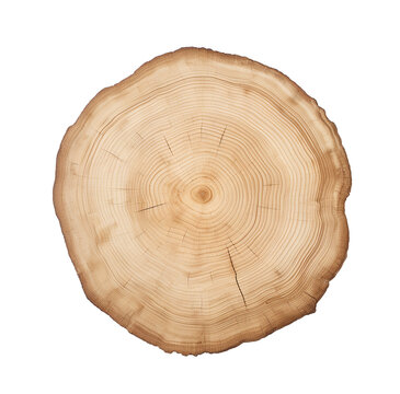cutting down a tree. round cut of a tree with annual rings. lumber, wood