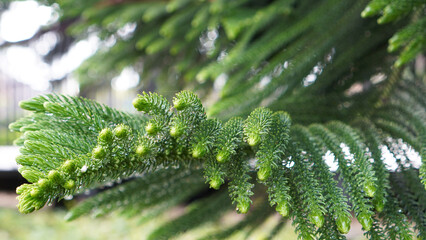 Closeup of fresh and green spruce tree background. Green Christmas tree branches. Merry Christmas backgrounds. Natural nature background with realistic branches of fir tree.