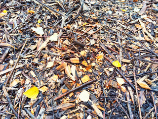 Scattering of yellow birch leaves on old gray damp sawdust. Autumn abstract Background, texture, frame, copy space, place for text