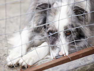 Animal shelter, fence and sad dog in sanctuary waiting for adoption, foster care and rescue. Pets,...