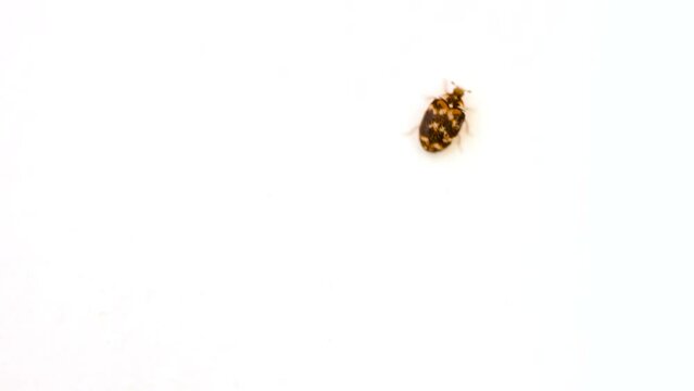 Isolated on white background the small varied carpet beetle, Anthrenus verbasci. Home and storage pest. The larva of this beetle is a pest of clothes
