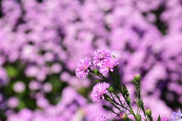 sky sea beach flower natal grass Fishing Boat