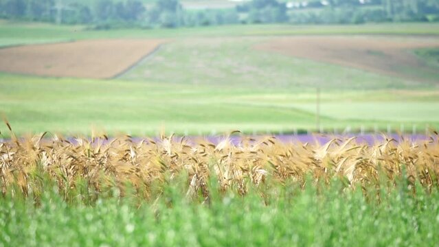 Tarragon. Lush tarragon field with rows of green herbs, herb cultivation, agricultural landscape, culinary ingredients, aromatic herbs. Organic agriculture harvesting agribusiness concept. Slow motion