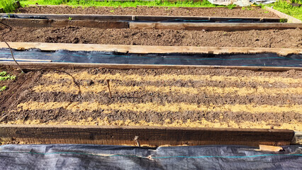 Planted rows of carrot or other plant seeds sprinkled with sawdust. Beds with even rows on an early...
