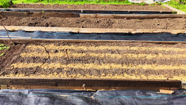 Planted rows of carrot or other plant seeds sprinkled with sawdust. Beds with even rows on an early spring day