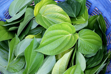 Green leaves of betel plant