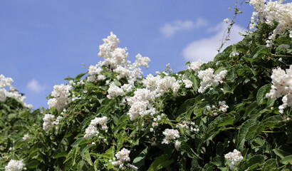 Coral vine, Mexican creeper, Chain of love, Pink vine, Honolulu Creeper