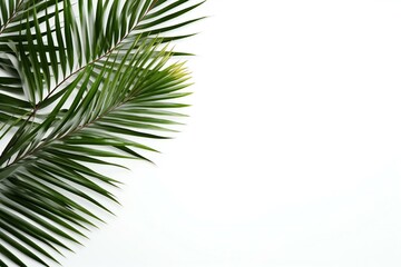 Palm leaves on white background with copy space