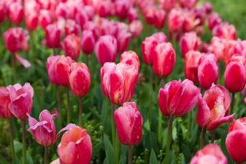 Beautiful flowers tulips in a flower bed as a background