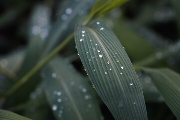 Morning dew on leaf texture. Dark Green Background. Leaf Texture. Close-Up water droplot.
