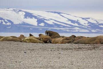 des morses en plein repos sur la plage