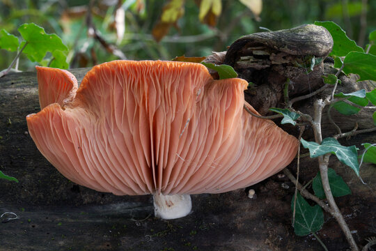 Rare mushroom Rhodotus palmatus  on the wood. Known as Wrinkled Peach. Wild pink mushroom in floodplain forest.